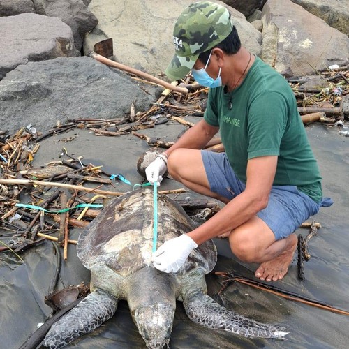 Petugas saag melakukan identifikasi bangkai penyu yang ditemukan mati terdampar di pesisir Pantai Perancak, Kecamatan Jembrana, Kabupaten Jembrana, Bali, Minggu (14/9/2025). (KKP Kurmq Asih)