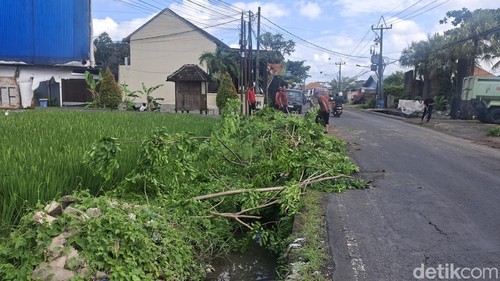 Pohon tumbang di Jalan Raya Kedampang telah dibereskan oleh tim Perindang DLHK Badung. Senin (15/9/2025).