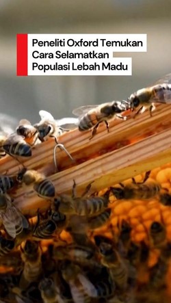 Video: Cara Super Peneliti Oxford Selamatkan Populasi Lebah Madu
