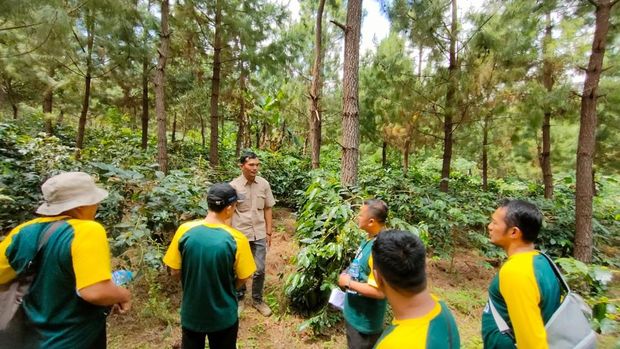 Wisata Kopi Bondowoso