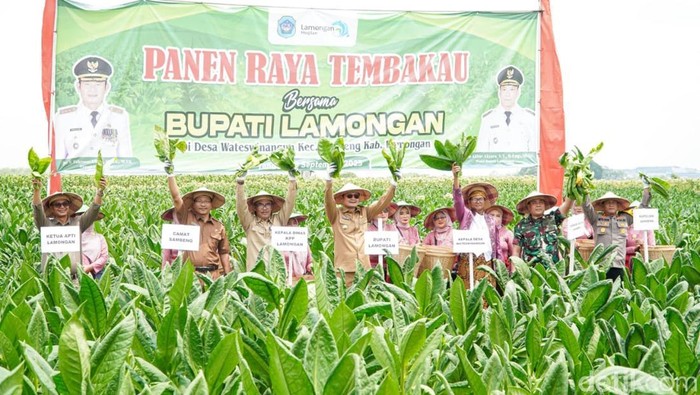 Bupati Lamongan Yuhronur Efendi saat panen raya tembakau