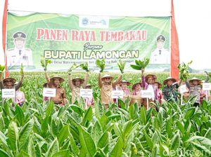 Lamongan Panen Raya Tembakau di Tengah Kemarau Basah