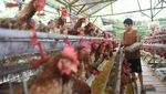 Wow, Peternakan Ini Hasilkan Ratusan Telur Omega Setiap Hari