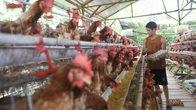 Wow, Peternakan Ini Hasilkan Ratusan Telur Omega Setiap Hari