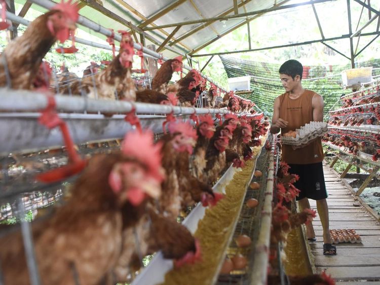 Wow, Peternakan Ini Hasilkan Ratusan Telur Omega Setiap Hari