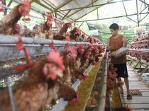 Wow, Peternakan Ini Hasilkan Ratusan Telur Omega Setiap Hari