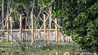 Uniknya, pondasi jembatan menggunakan material kayu meranti yang dinilai lebih tahan terhadap kondisi lembap dan paparan air laut.