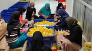 Olahan Nanas Purbalingga Raup Pasar Global, Libatkan 900 Petani Lokal