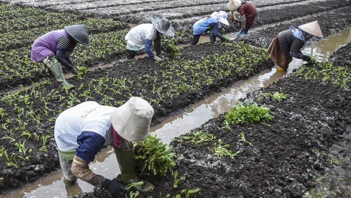 Sejumlah petani memanen sawi di Kecamatan Samarang, Kabupaten Garut, Jawa Barat, Selasa (16/9/2025).  Pemerintah memperkuat sektor pertanian dengan strategi komprehensif meliputi kolaborasi lintas sektor, inovasi teknologi, penguatan hilirisasi untuk