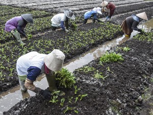 Petani Teriak Rupiah Melemah: Kami Tak Pegang Dolar, Tapi Kena Dampaknya