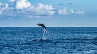 Seekor lumba lumba melompat tinggi dari permukaan laut, menciptakan percikan air di bawah langit biru