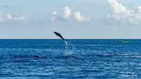 Lumba lumba menari solo di tengah laut biru, menyambut perahu di kejauhan.