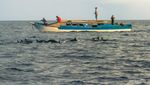 Tarian Pagi Lumba-lumba, Si Pemandu di Laut Banda