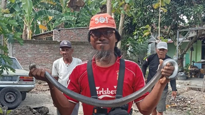 Ular kobra Jawa ditangkap relawan RCTD dan Exalos, Ngadino.