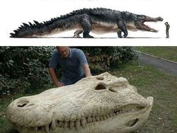 Foto Ukuran Kerangka Hewan Purba Mencengangkan Mata