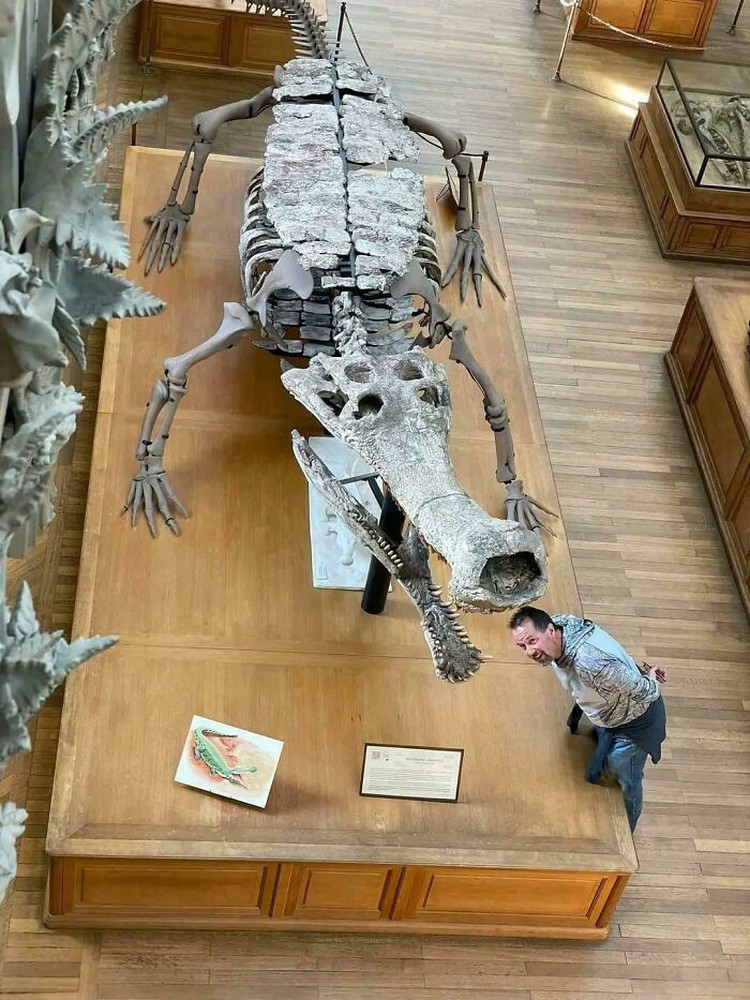 Foto Kerangka Hewan Purba
