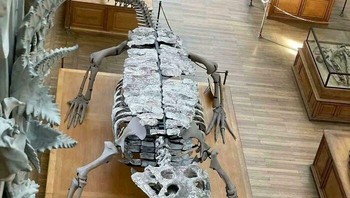 Ukuran Sarcosuchus Foto: Demilked