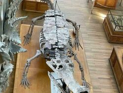 Foto Ukuran Kerangka Hewan Purba Mencengangkan Mata