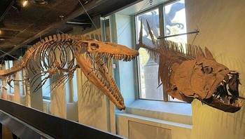 Seekor Tylosaurus Memburu Xiphactinus dalam Pameran Lama di Museum Sejarah Alam Foto: Demilked
