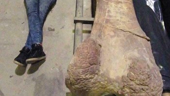 Tulang Paha Patagotitan, Salah Satu Dinosaurus Terbesar yang Pernah Ada, Di Samping Seorang Ahli Paleontologi Bertinggi 1,75 meter Foto: Demilked