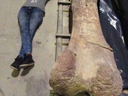 Foto Ukuran Kerangka Hewan Purba Mencengangkan Mata