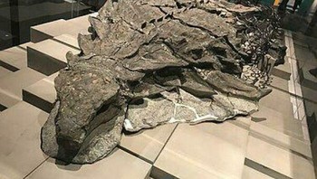 Suncor Nodosaurus, Salah Satu Dinosaurus yang Paling Terawetkan. Bahkan Masih Ada Beberapa Pigmen Foto: Demilked