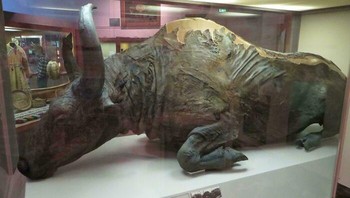 Blue Babe, Mumi Bison Priscus (Museum Berada di Alaska) Foto: Demilked