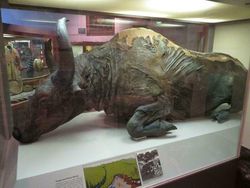 Foto Ukuran Kerangka Hewan Purba Mencengangkan Mata