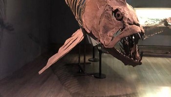 Xiphactinus, Spesimen Indah Monster Laut yang Mengerikan Foto: Demilked