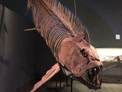 Foto Ukuran Kerangka Hewan Purba Mencengangkan Mata