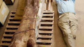 David Attenborough Dengan Tulang Paha Titanosaurus Foto: Boredpanda