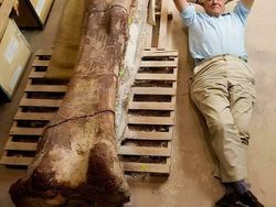 Foto Ukuran Kerangka Hewan Purba Mencengangkan Mata