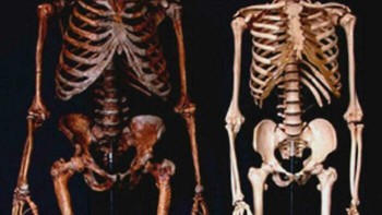 Perbandingan Kerangka Neanderthal Teoretis dengan Manusia Modern Secara Anatomi. Tulang Rusuk dan Panggul, Dua Kali Lebih Besar! Foto: Boredpanda