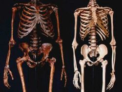 Foto Ukuran Kerangka Hewan Purba Mencengangkan Mata