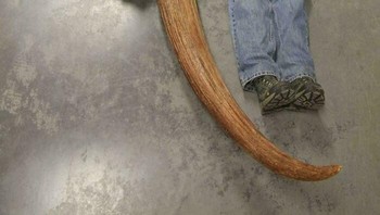 Ukuran Tengkorak dan Tanduk Bison Latifrons, Bison Raksasa Bertanduk Panjang Foto: Boredpanda