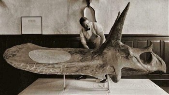 Torosaurus, Spesies Dinosaurus Bertengkorak Terbesar Dengan Kepala Berukuran Hingga Sekitar 3 meter Termasuk Rumbai Besar Foto: Boredpanda