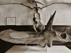 Foto Ukuran Kerangka Hewan Purba Mencengangkan Mata