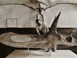 Foto Ukuran Kerangka Hewan Purba Mencengangkan Mata