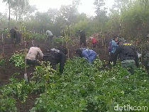 Duh! Lahan Taman Nasional Bromo Malah Ditanami Kentang dan Bawang