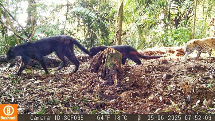 Macan kumbang membawa dua anak kumbang dan tutul