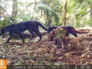 Penampakan Langka Macan Tutul Bawa 2 Anak Beda Corak di Sanggabuana