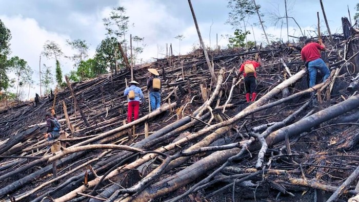 Di balik keindahan alamnya, masyarakat Dayak di Desa Tanjung Nanga, Malinau Selatan Hulu, Kabupaten Malinau, memegang teguh tradisi menugal, atau menanam padi.