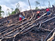 Gotong Royong Unik di Malinau, Coreng-coreng Muka Tanda Bahagia