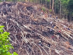 Kearifan Lokal Bakar Lahan di Kalimantan