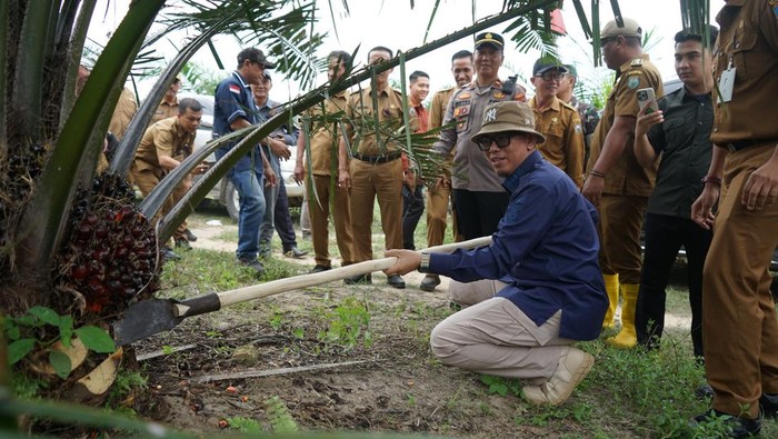 Bupati OKU Teddy Meilwansyah panen sawit milik Badan Usaha Milik Desa (Bumdes) Pandan Dulang, Kecamatan Semidangaji