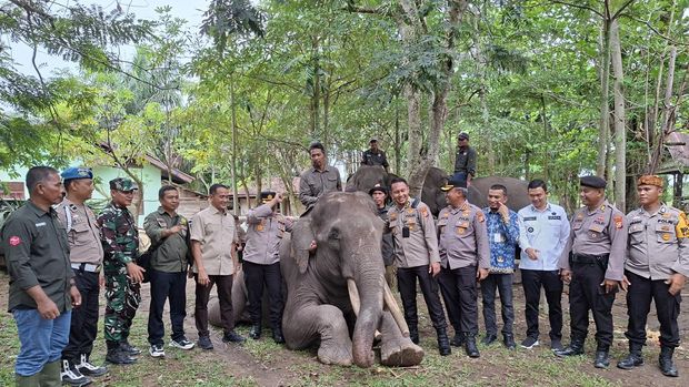 Pejabat Polda Riau mengunjungi PLG Sebanga sebagai bentuk dukungan pelestarian gajah Sumatera, Rabu (17/9/2025).