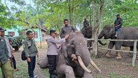 Deforestasi Ugal-ugalan, Rumah Gajah PLG Sebanga Tersisa Cuma 1 Hektar