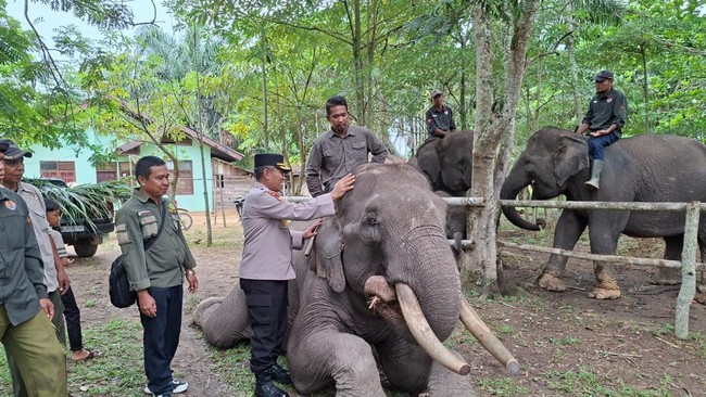7 Pusat Konservasi Gajah di Indonesia, Kondisinya Ada yang Tak Baik-baik Saja