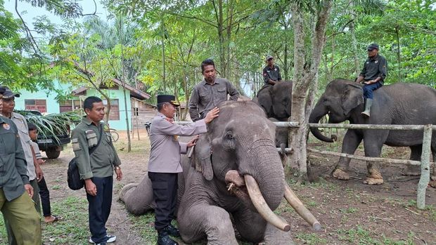 Pejabat Polda Riau mengunjungi PLG Sebanga sebagai bentuk dukungan pelestarian gajah Sumatera, Rabu (17/9/2025).