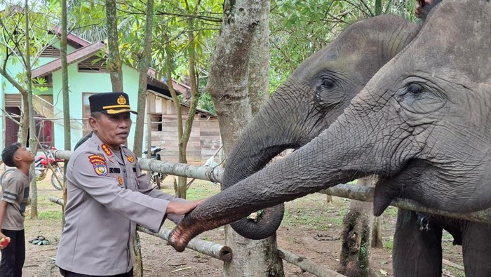 Pejabat Polda Riau mengunjungi PLG Sebanga sebagai bentuk dukungan pelestarian gajah Sumatera, Rabu (17/9/2025).